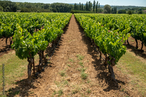 Rows of green grapevines growing on pebbles on vineyards near Lacoste village in Luberon, Provence, France photo