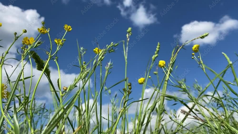 Green grass and meadow flowers sway in the wind against the blue summer sky Green grass and meadow flowers sway in the wind against the blue summer sky