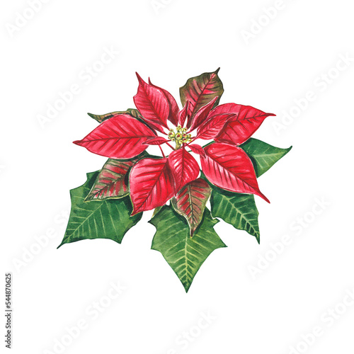 Poinsettia  a Christmas flower on a white background. Watercolor illustration of a red poinsettias. Euphorbia pulcherrima. Christmas Star. Star of Bethlehem. The New Year s plant  design  packaging.
