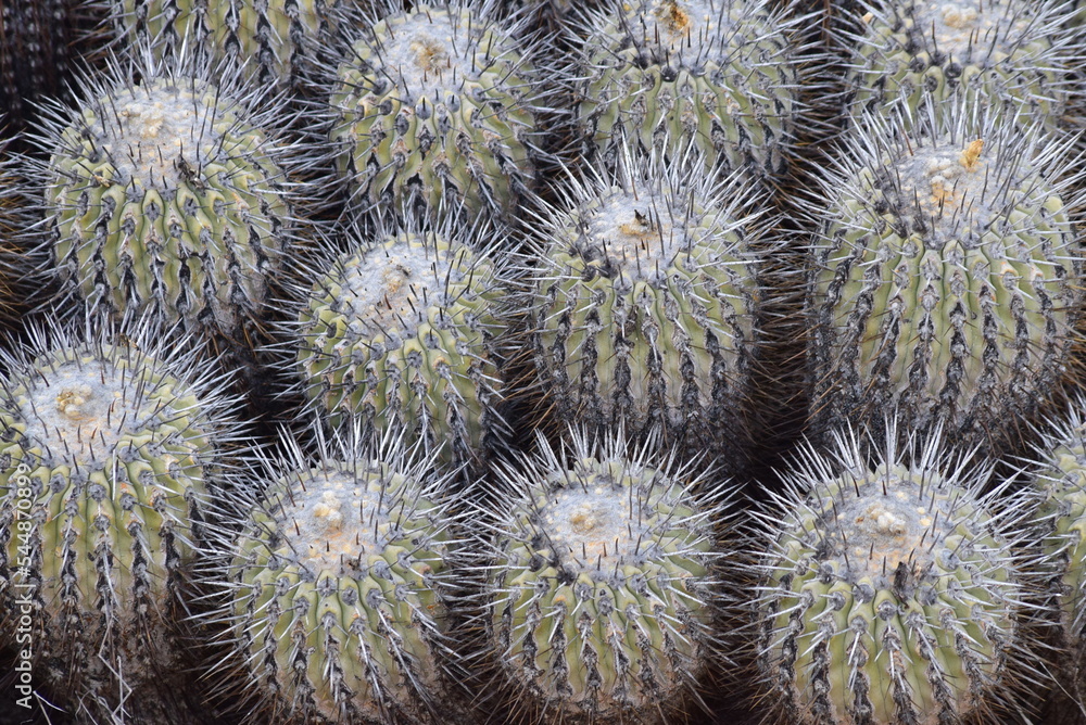 close up of cactus - Desierto de Atacama in Chile close up of cactus - Desierto de Atacama in Chile