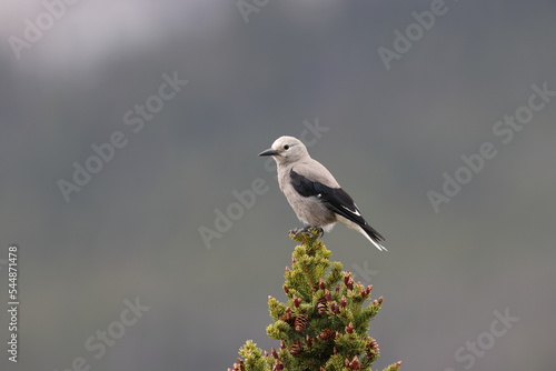 Clarks Nutcracker  Banff National Park Kanada photo