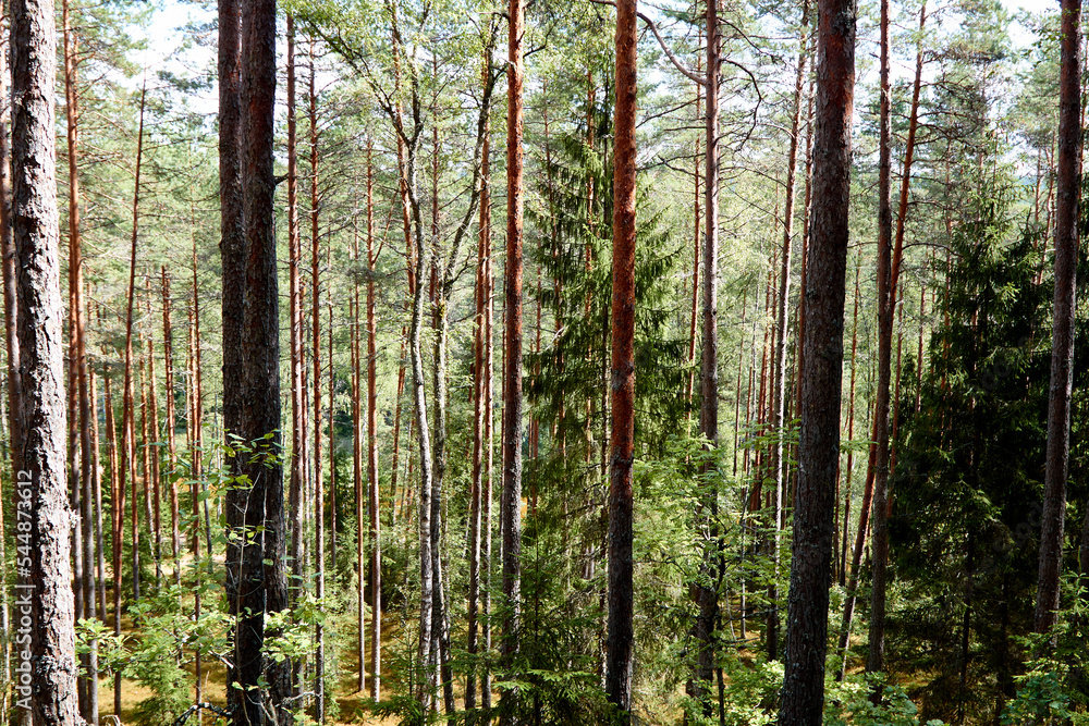 Naklejka premium Natural landscape of a pine forest on a summer day. Selective focus