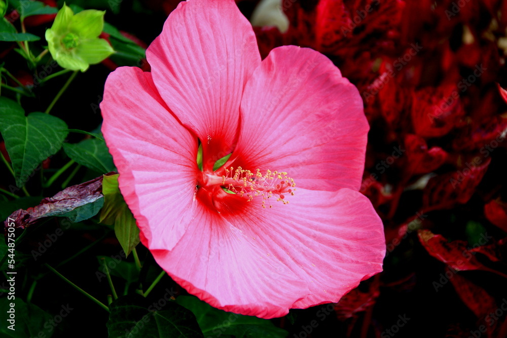 Big pink hibiscus flower close-up illuminated by sunlight Big pink hibiscus flower close-up illuminated by sunlight