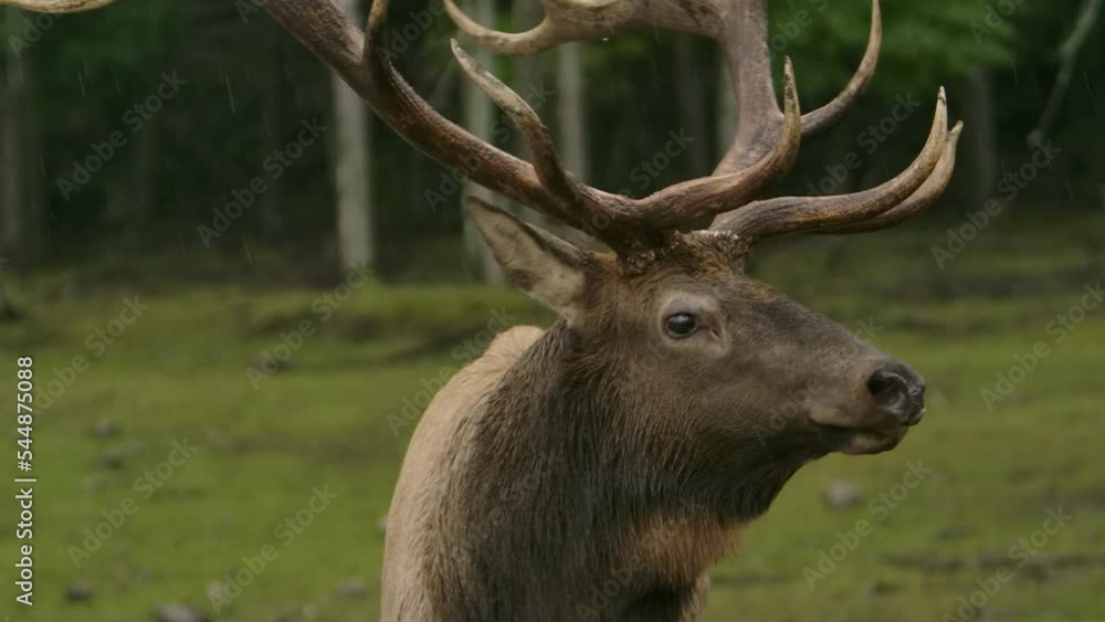 elk bull portrait in the slow motion rain epic elk bull portrait in the slow motion rain epic