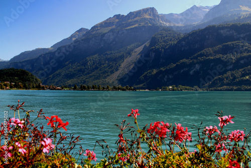 Landscape with the azure water of lake Brienzersee and pink flowers in the foreground and mountains in the background in the city of Brienz, near Interlaken, Switzerland photo