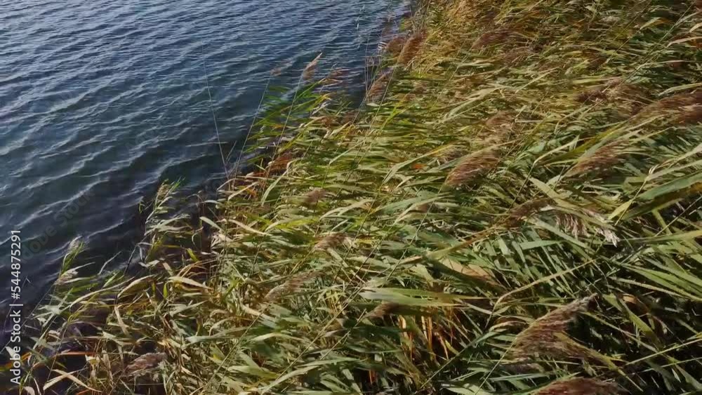 Slow motion shot of reeds in the wind Slow motion shot of reeds in the wind