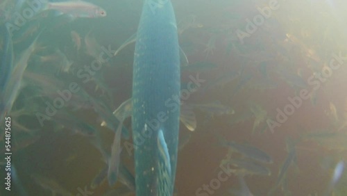 Undersea world. Video filming of fish in the water in winter on a lake in Siberia.