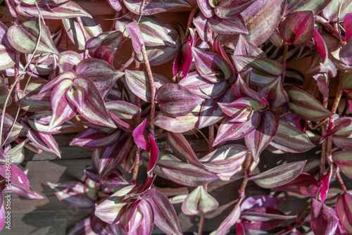 Tradescantia Zebrina, Wandering Jew Plant  Inch Plant.  Turkey. Inchplant (Tradescantia Zebrina) Plant. selective focus close up. Herbaceous perennial flowers. Purple leaves.	