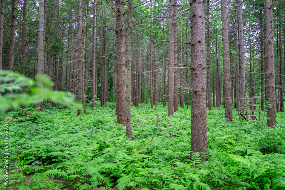 Obraz premium forest in spring (German forest near Bremen) 