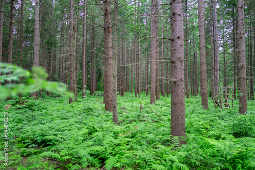 forest in spring  German forest near Bremen  