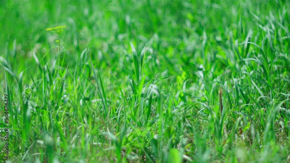 Abstract sunny blurry organic video background. Defocus summer, spring nature, moving in blowing wind. Selective focus Abstract sunny blurry organic video background. Defocus summer, spring nature, moving in blowing wind. Selective focus