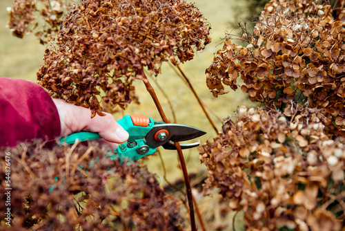 Person cut old hydrangeas flowers down before the Winter. Autumn home gardening work concept.