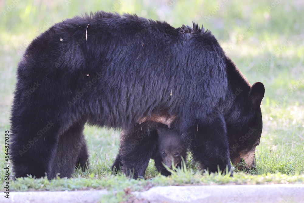American black bear white Cubs (Ursus americanus) Jasper National Park Kanada American black bear white Cubs (Ursus americanus) Jasper National Park Kanada