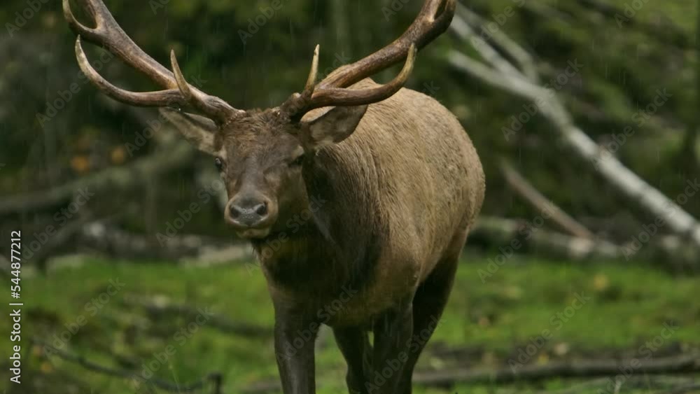 elk bull running in rain epic slomo beast jiggling towards you kicking up mud elk bull running in rain epic slomo beast jiggling towards you kicking up mud