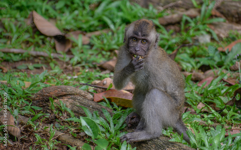 A long-tailed macaque A long-tailed macaque