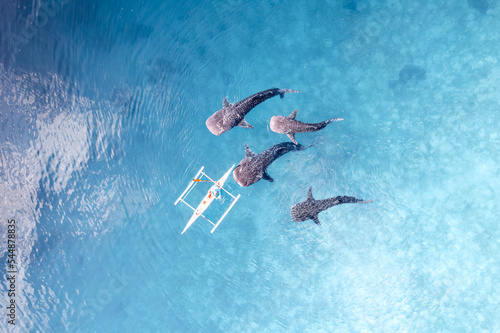 Whalesharks swimming in ocean drone aerial footage Cebu Philippines photo