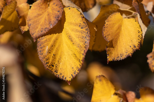 Close-up of yellowed tree leaves in autumn.