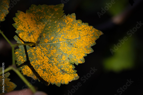 Yellow rust disease on grape leaves