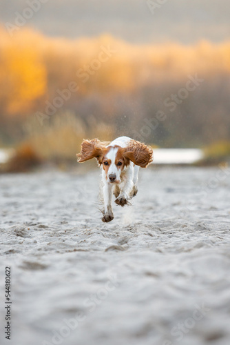 Fototapeta Naklejka Na Ścianę i Meble -  spaniel dog running on the beach