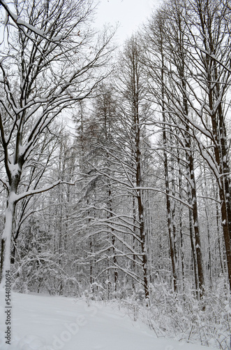 Winter landscape. Winter park. © Совгіра Марина