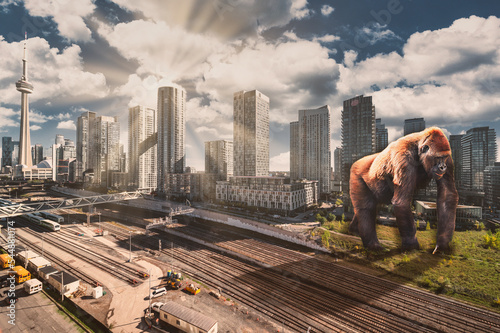 Photography Gorilla in toronto  byGo Train yard  sunset cloudy
