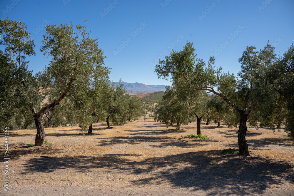 Fototapeta premium Olivar