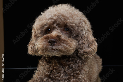 cute curly chocolate poodle. The dog is like a toy. Beautiful pet on a black background
