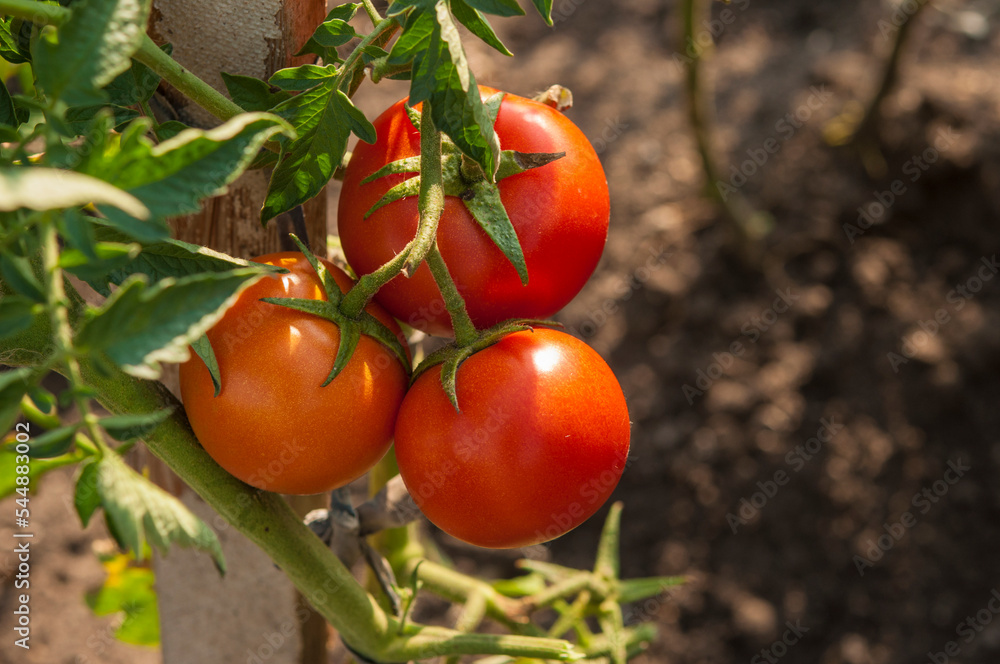 The red tomatoes is growing on branches ,red tomatoes on tomato tree in greenhouse ,Agriculture concept Organic farming.