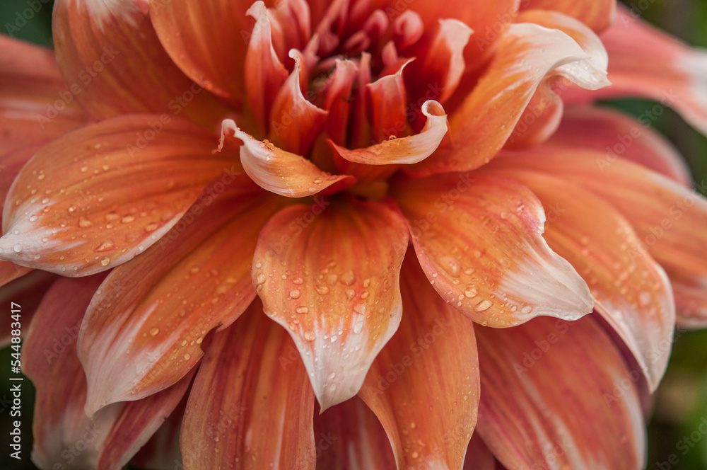Macro of pink dahlia flower. Beautiful pink daisy flower with pink petals. Chrysanthemum with vibrant petals. Floral close up. Pink aesthetic. Floral pattern. Autumn garden. Romance card. Macro of pink dahlia flower. Beautiful pink daisy flower with pink petals. Chrysanthemum with vibrant petals. Floral close up. Pink aesthetic. Floral pattern. Autumn garden. Romance card.