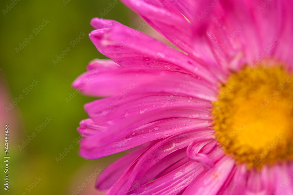 Dahlia flower, closeup of a purple bloom on a dahlia plant growing