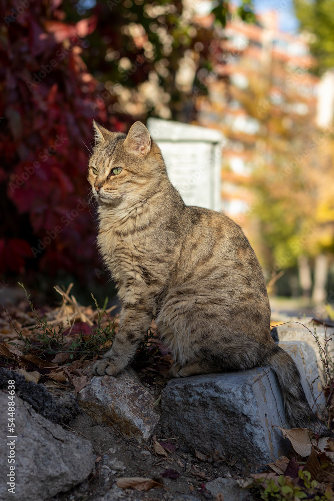 Portrait of a cute stray cat of the breed tabby.