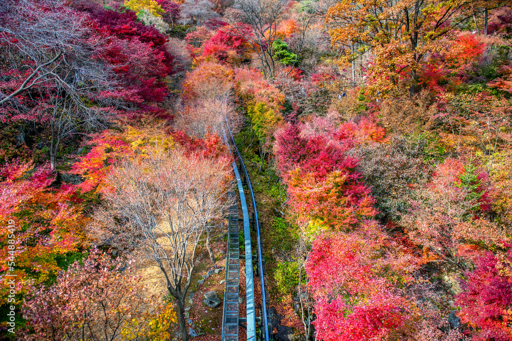 autumn in the park