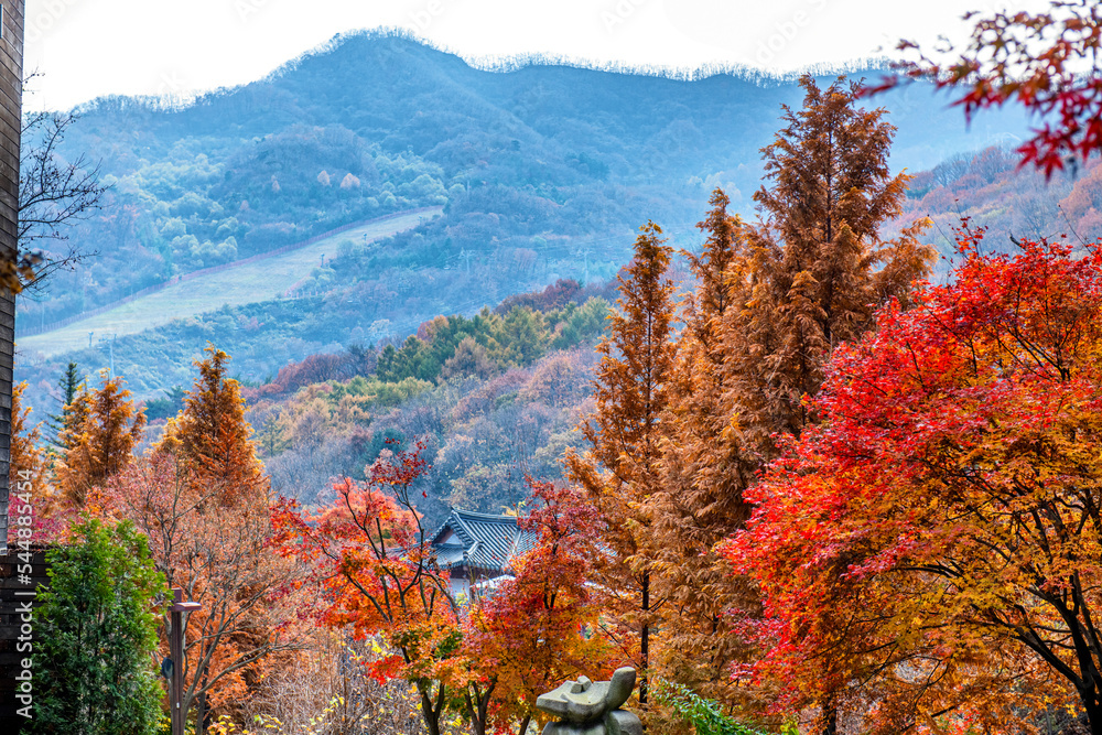 autumn in the forest