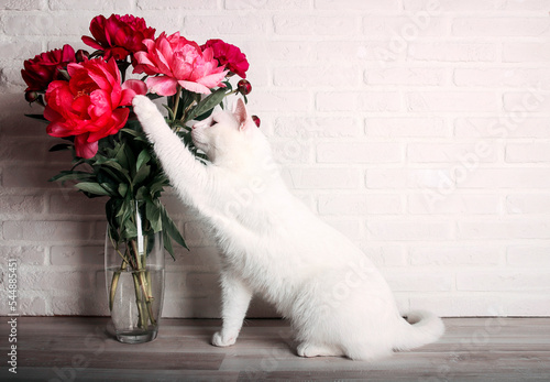 Fototapeta Naklejka Na Ścianę i Meble -  A white beautiful cat sits next to a bouquet of peonies in a vase against a white brick wall.