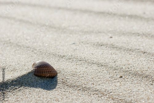 Shell on the beach I photo