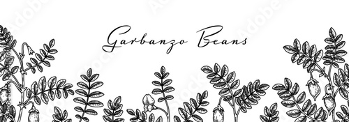 Hand drawn chickpeas botany background. Vector illustration in sketch style. Packaging design