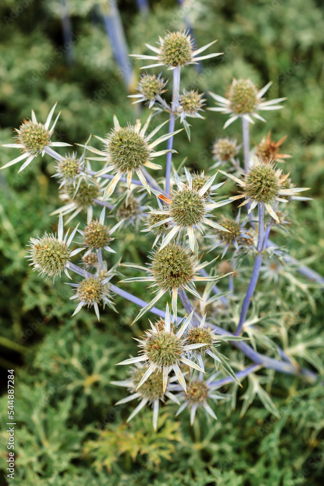 Eryngium planum or Blue Sea Holly in garden. Eryngium planum or Blue Sea Holly in garden.