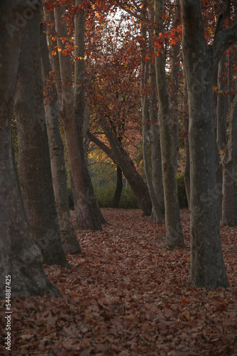 Forest and trees in late autumn, a tree bent in the background. Two rows of trees and a space filled with leaves between them.