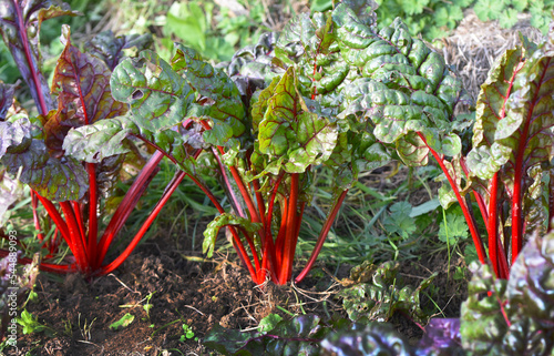 Garden, vegetable garden red chard, red chard, several old vegetables gratin, cooking, health