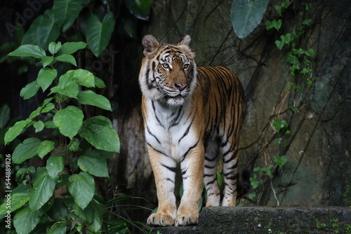 Fototapeta Naklejka Na Ścianę i Meble -  Close up Indochinese tiger is beautiful animal and dangerous