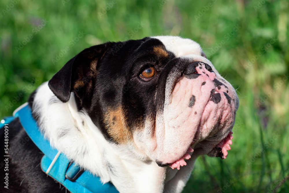 Black tri-color english british bulldog in blue harness running  on the  green grass  on sunny warm spring day