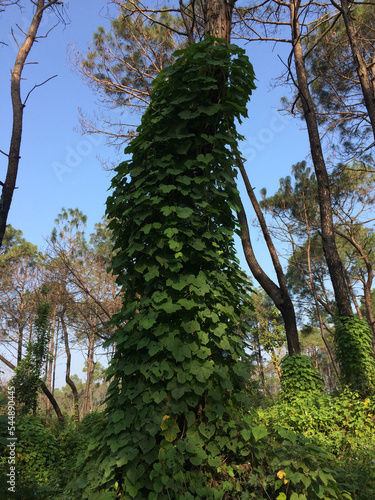 Single Tree in Jungle Hamirpur HP India 8 photo