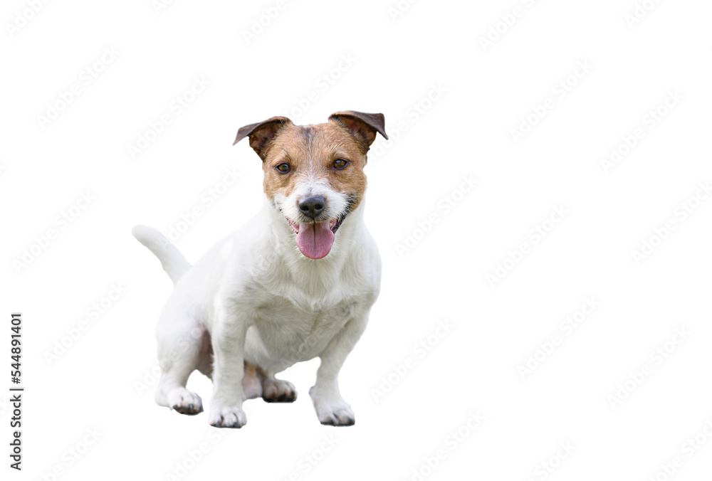 Full length portrait of Jack Russell Terrier dog isolated on white background Full length portrait of Jack Russell Terrier dog isolated on white background