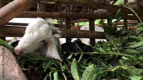 The etawa goat (Capra aegagrus hircus) is eating leaves with gusto in the cage photo