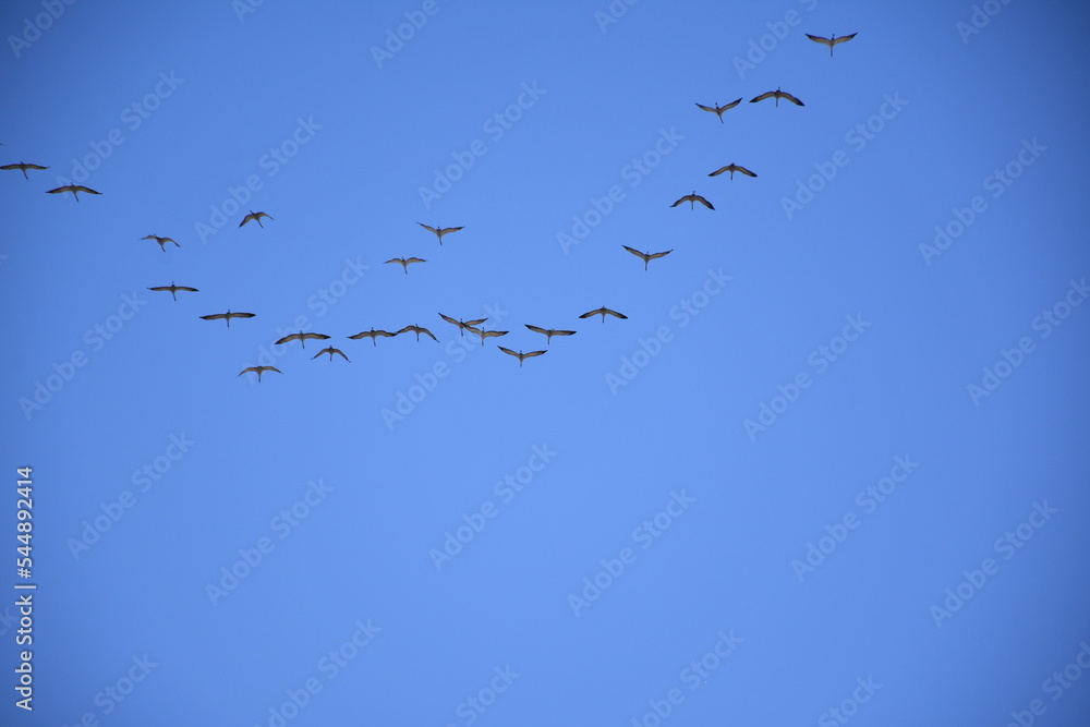A flock of cranes returns from the south A flock of cranes returns from the south