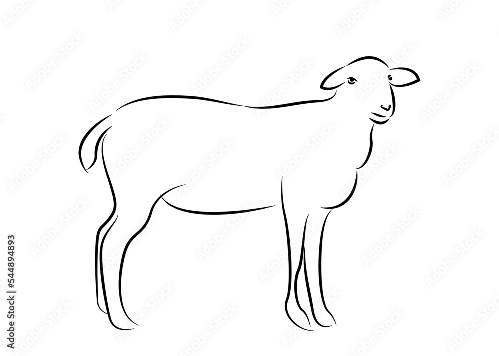 Line drawing of sheep. Vector illustration of sheep for logos at various events.