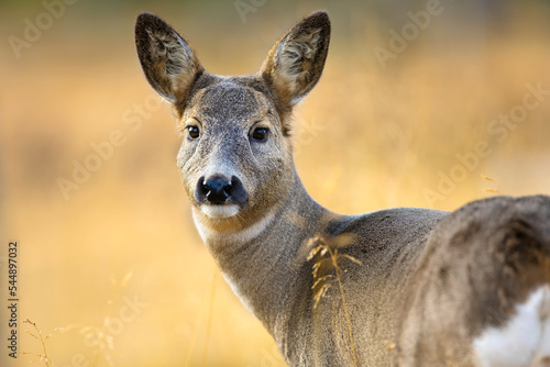 Murais de parede Close-up of one roe deer looking for enemies in the forest at fall
