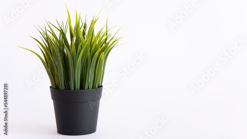 Green grass in black vase isolated on white background