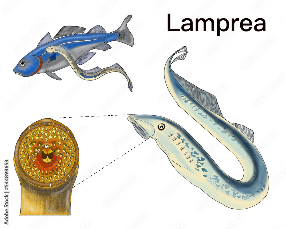 Hyperoarthians (Hyperoartia or Petromyzonti) are a class of agnathians