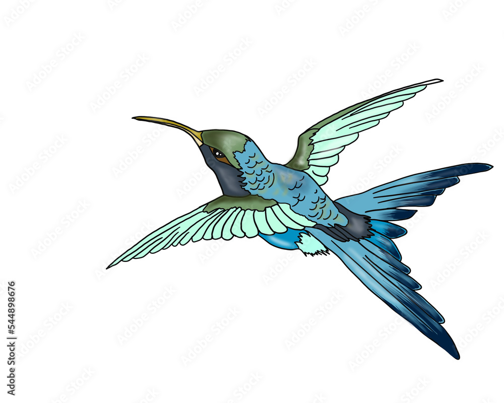 Obraz premium Hummingbirds (Trochilidae), also known as hummingbirds, chuparrosas, tucusitos, fly birds, hermits or quindes, are a group of tiny birds endemic to America that has more than 300 species.​